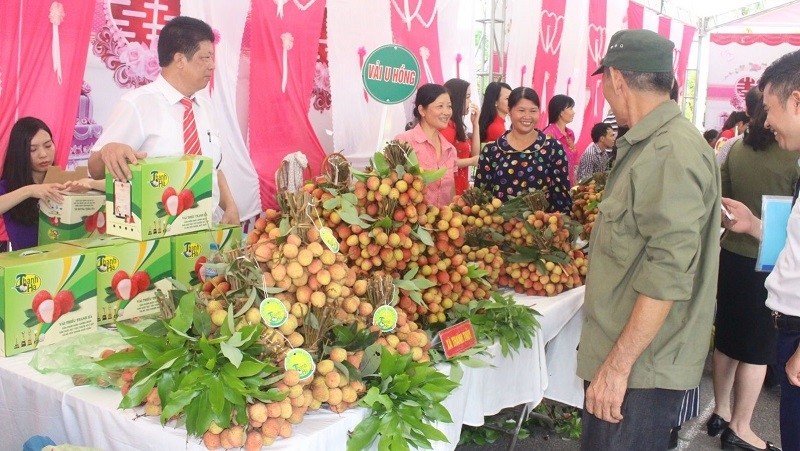 A showcase of Hai Duong lychees (Photo: DDDN)