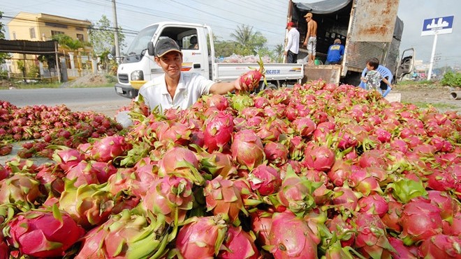 Backlogs of dragon fruit in Long An province (Photo: Thanh Nien)
