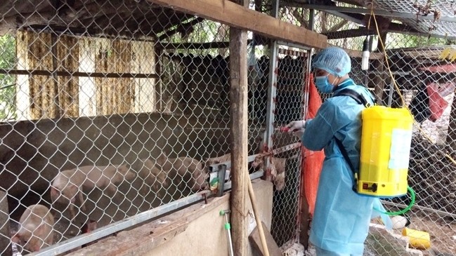 Importance should be attached to the prevention of the disease in small-scale households and cleaning the breeding facilities. (Photo: NDO/Dinh Quyet)