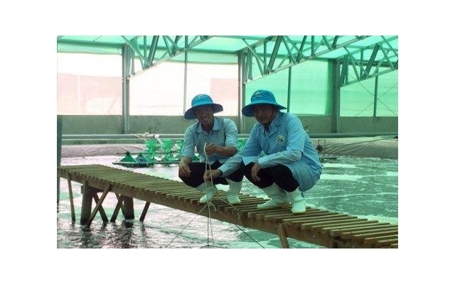 A seed shrimp production facility at Viet-Australia Company Limited (Phu My district, Binh Dinh province).