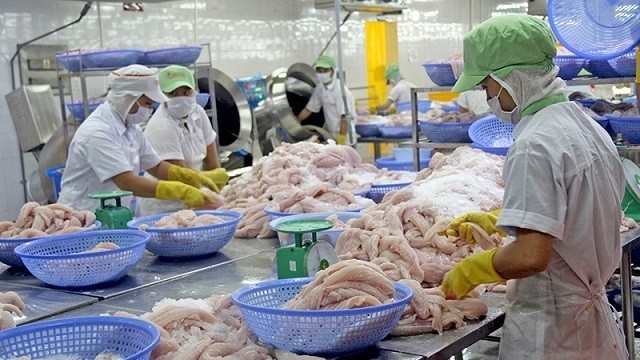 Processing tra fish for exports at Go Dang Joint Stock Company (GODACO). (Photo: NDO/Minh Tri)