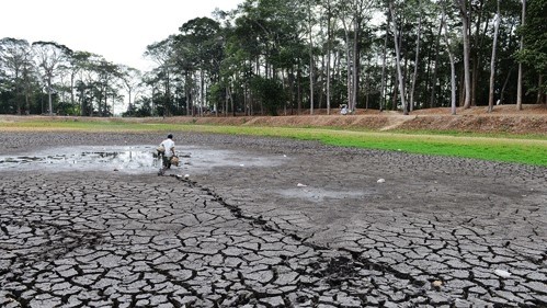 The serious drought in the Mekong River Delta region (Photo: thanhnien.vn)