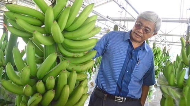 Vo Quan Huy, director of An Huy Limited Company in Long An province exports about 240 tonnes of bananas to Japan and the RoK each month. (Photo laodong)