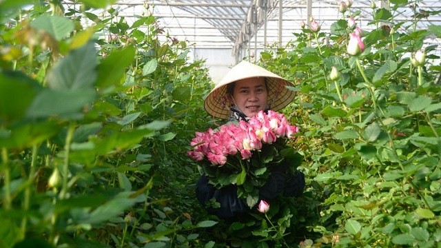 Flower export of Lam Dong province has risen sharply since the beginning of this year. (Photo: baolamdong.vn)