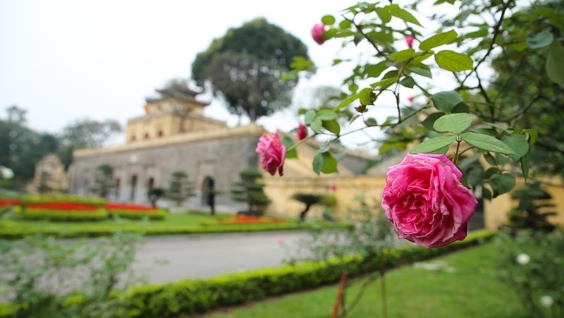 Roses in full bloom at Thang Long Imperial Citadel