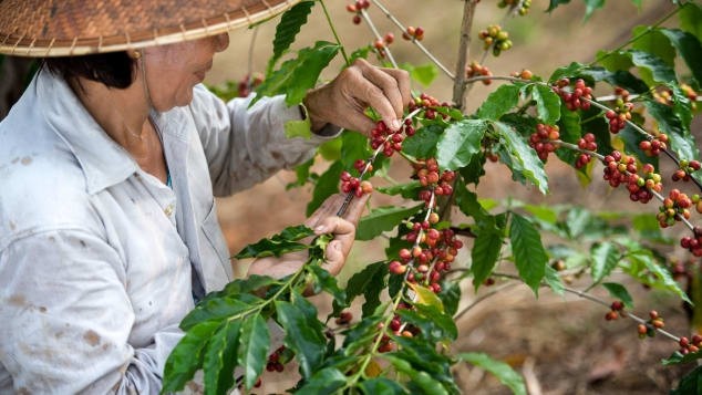 Coffee cherries are harvested -- usually by hand -- between November and February. (Photo: CNN)