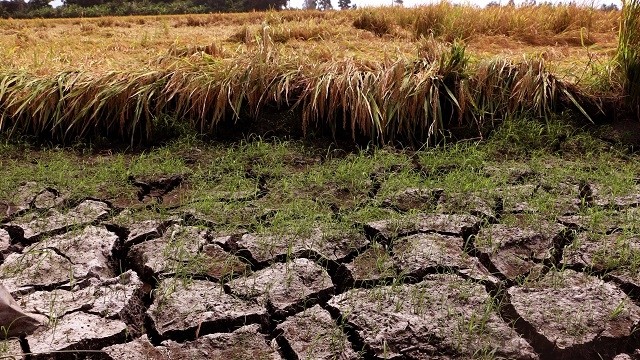 A rice field dries up due to drought in Vi Thuy district, the Mekong Delta province of Hau Giang. (Photo: VNA)