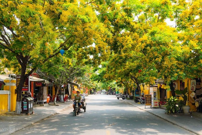 The two sides of Phan Chu Trinh street becomes more beautiful with yellow Dalbergia tonkinensis flowers. 