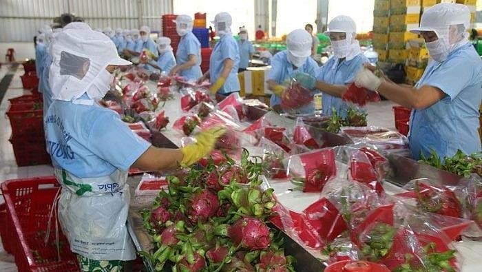 Dragon fruit packed for export. (Photo: VNA)