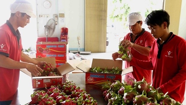 Packaging fresh red flesh dragon fruits for export (Photo: VNA)