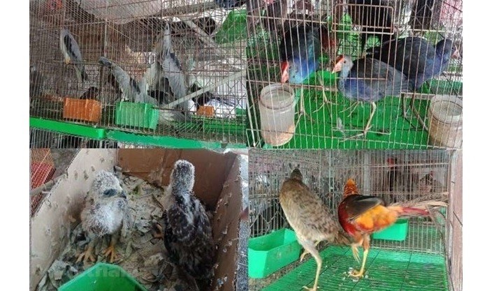 Wild birds sold at a market in the southern province of Long An (Photo: VNA)