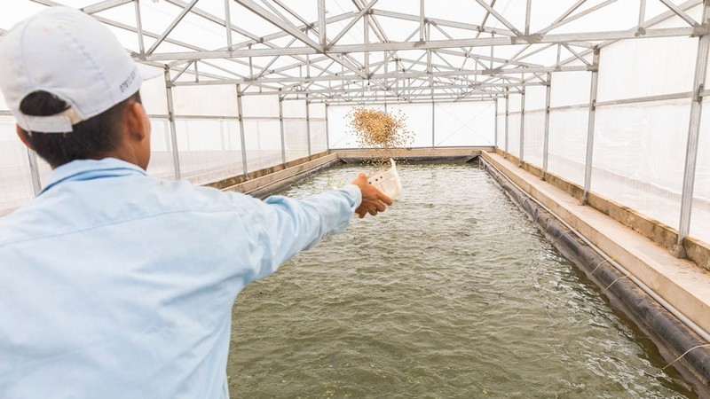 Under the "SHRIMPS" project, photovoltaic modules will be installed on the roofs of shrimp greenhouses at a pilot plant in the Mekong Delta province of Bac Lieu. (Illustrative image)