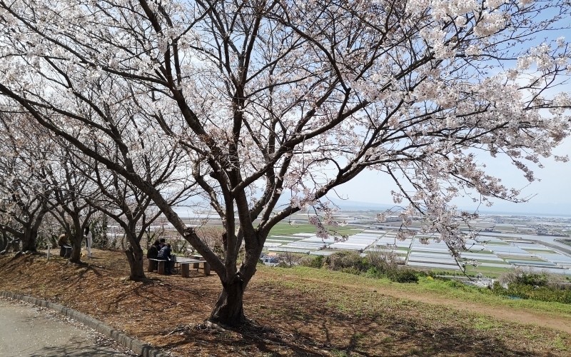 Traditionally, people often gather under the cherry blossom trees in Japan to eat and enjoy the flowers. (Photo: Nhat My)