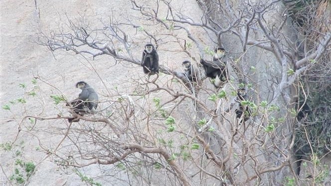 More than 200 black shanked douc langurs have been spotted in a coastal forest in Thuan Nam District, Ninh Thuan Province. (Photo: VNA)