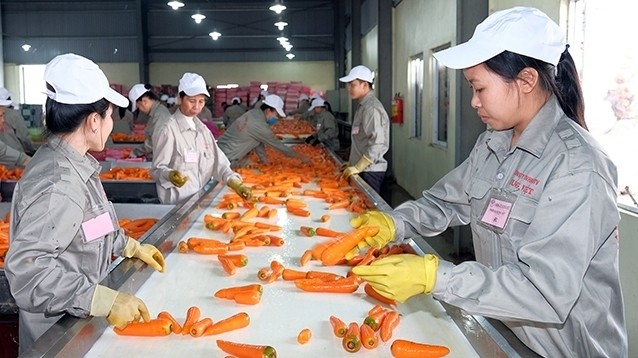 Workers at Hung Viet Co., Ltd. (Hai Duong Province) process carrots for export. (Photo: NDO/Quang Khanh)