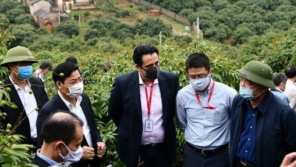 A delegation from the Ministry of Agriculture and Rural Development inspect lychee farming in Bac Giang province.