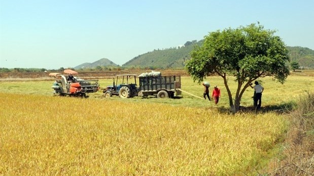 Farmers in My Lam commune in Lam Dong province’s Cat Tien district harvest the winter-spring rice (Photo: VNA)