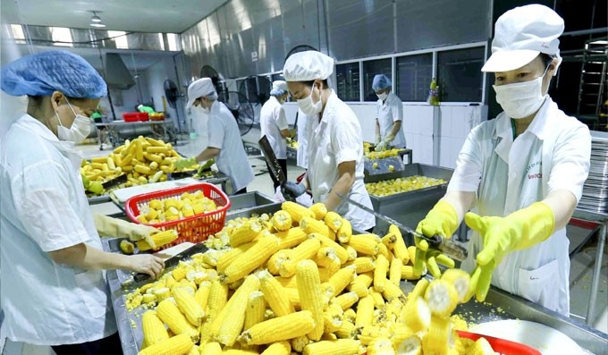 A modern line of processing sweet corn for exports at the VIFOCO Import and Export JSC in Bac Giang city, Bac Giang province. (Illustrative image)