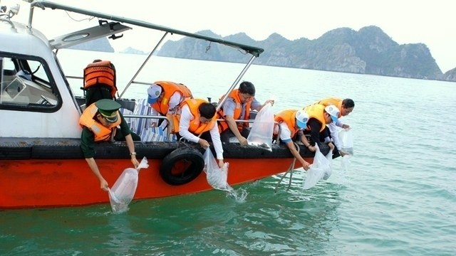 More than 10,000 seeds were released into the sea at Cat Ba Island, Hai Phong in 2018 in response to  the traditional day of the Vietnam’s fishery sector. (Photo: NDO)