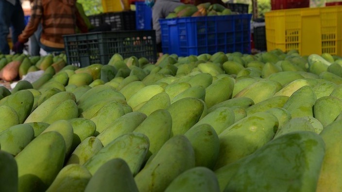 This year, it is estimated that nearly 13,000 tonnes of Yen Chau mango will be harvested from an area of 900 ha. (Photo: VOV)