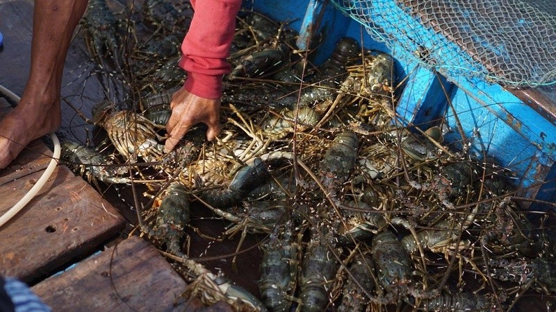 The domestic market should be expanded as part of a long-term plan for the spiny lobster farming industry.