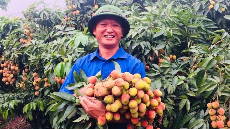 Early maturing lychee harvested in Phuc Hoa commune, Tan Yen district, Bac Giang province. (Photo: baobacgiang.com.vn)