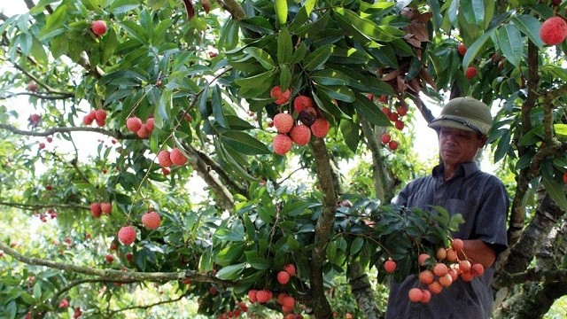 In 2020, Bac Giang boasts over 28,100 ha of lychee farming, with an estimated output of 160,000 tonnes. (Photo: Bac Giang Newspaper)