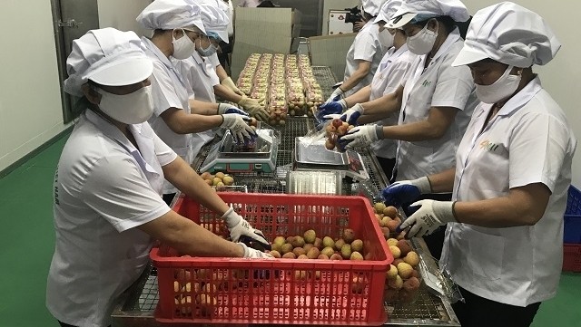 Workers at Ameii Vietnam pack the first batch of lychee to ship to Singapore.