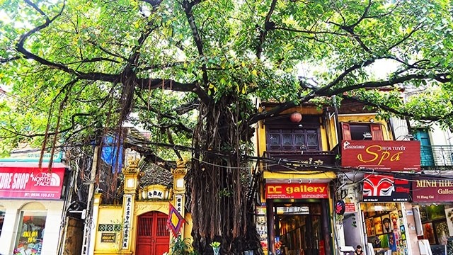 A banyan tree casts its shadow on a Hanoi’s street.
