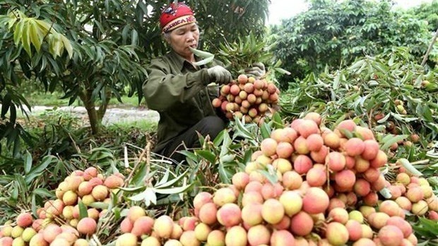 A farmer harvests fresh lychee. (Photo: VNA)