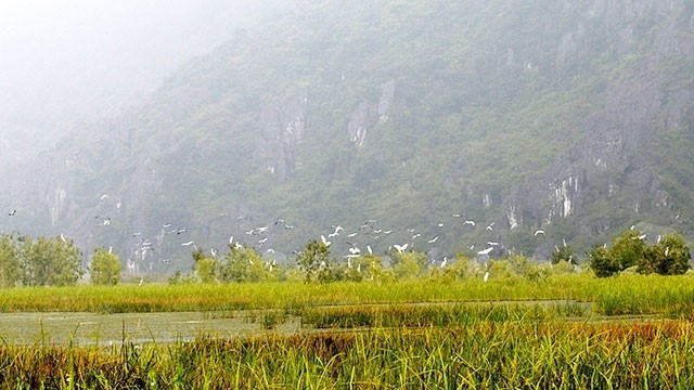 A group of storks in Van Long Wetland Nature Reserve