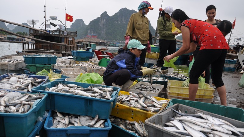 Vietnam is estimated to produce nearly 3.83 million tonnes of aquatic products in the first six months of 2020. (Illustrative image)