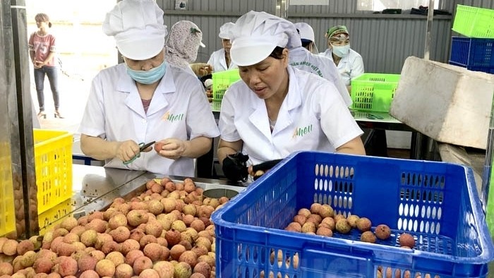 Lychee under preliminary processing before shipped to Japan. (Photo: baohaiduong.vn)
