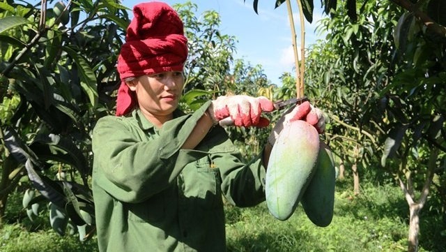 A local farmer in Mai Son district harvests mango for export. (Photo: NDO/ DUC TUAN)