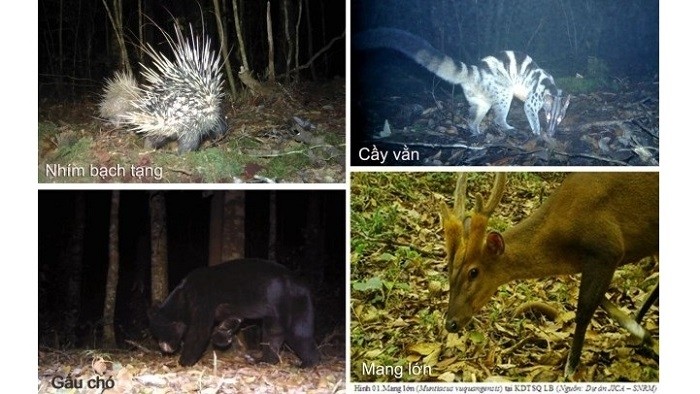 Rare species recorded using camera traps at Bidoup - Nui Ba National Park.
