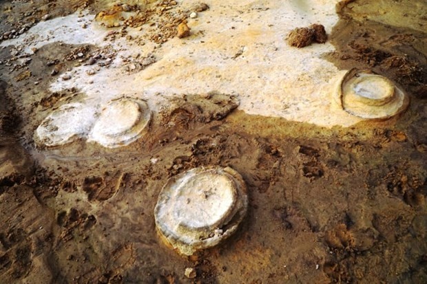 Ammonite fossils found in Gia Lai province. (Photo: Provincial Department of Culture, Sports and Tourism)