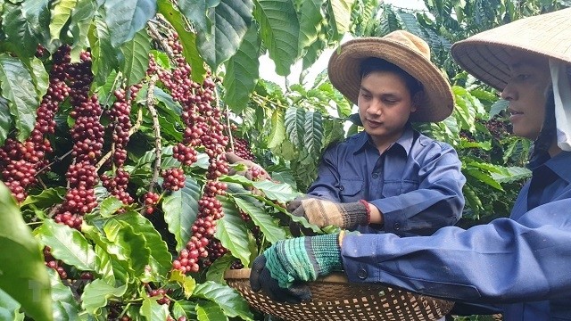 Coffee industry earns US$1.6 billion in first half of 2020 (Photo: VNA)