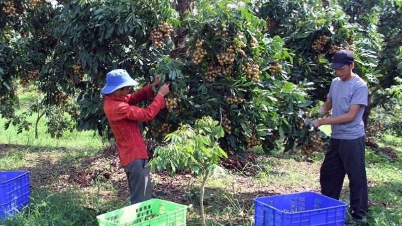 Local farmers harvest early maturing longan at An Phu Cooperative in Song Ma District, Son La Province.