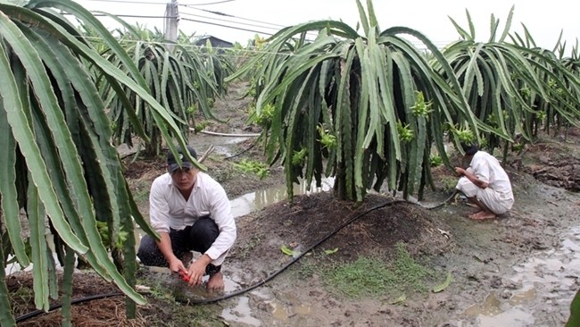 A water saving irrigating model for dragon fruit in Long An Province. (Photo: NDO)