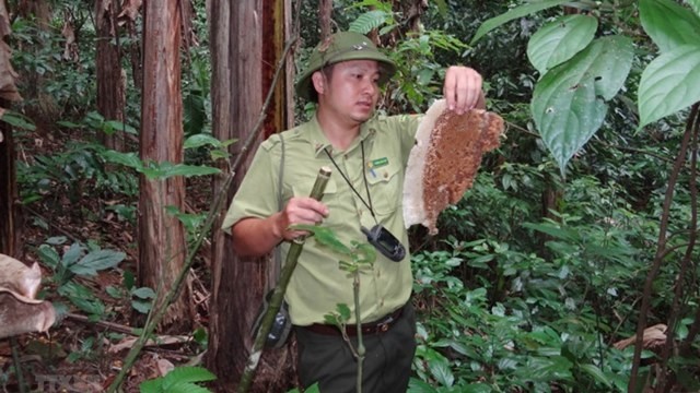 Moon bear food found in Pu Luong forest area. (Photo: VNA)