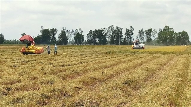 Harvesting the 2019-2020 winter - spring rice in Bac Lieu province's Phuoc Long district. (Photo: VNA)