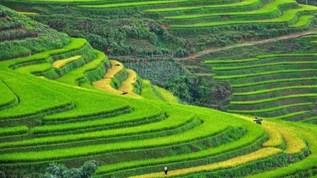 Sapa is located in the far north, surrounded by dramatic beauty with its world-famous rice paddies, says US travel site TripstoDiscover. (Photo: TripstoDiscover)