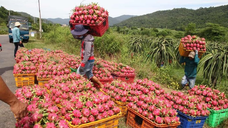 Thuan Chau district exports 10 tonnes of red dragon fruit to the Russian market. (Illustrative image)