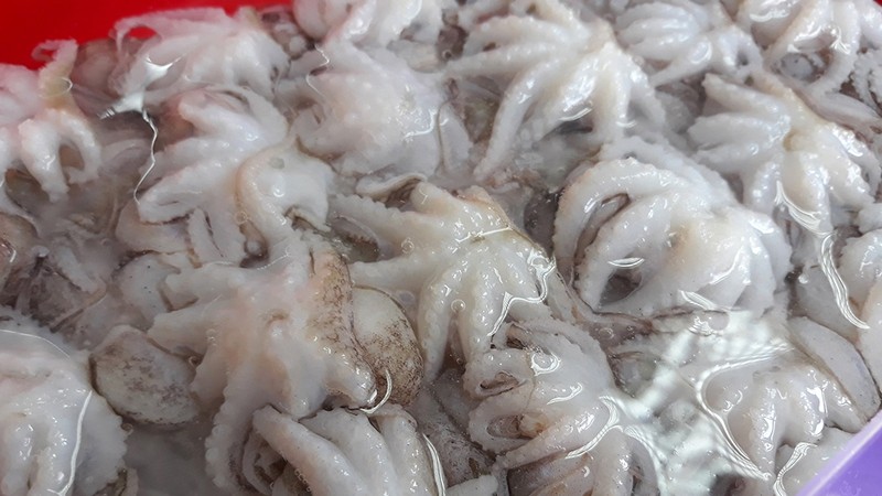 Squid and octopus exports to the EU are expected to improve when the EU-Vietnam free trade agreement comes into force in August.
