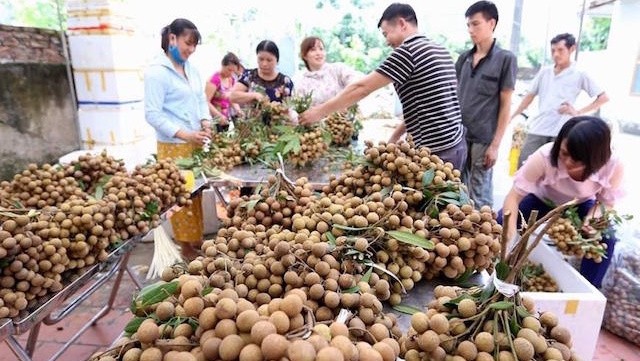 Vietnam wishes to boost the export of longan to the Chinese market amid the complicated developments of the COVID-19 pandemic. (Illustrative image)