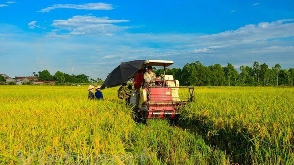 Harvesting rice in the Mekong Delta region. (Photo: VNA)