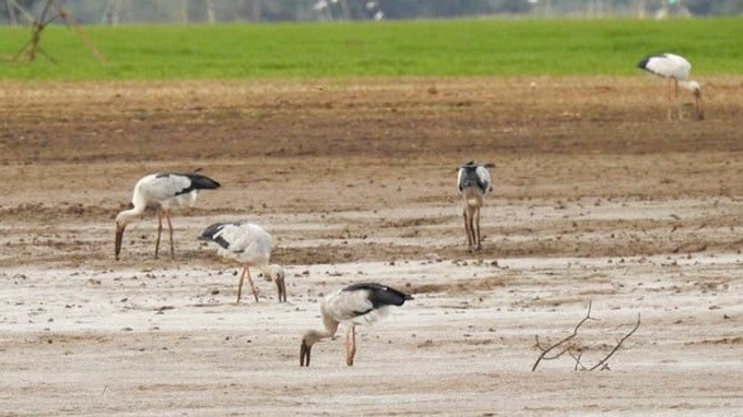 Hundreds of rare painted stork appearing in Tri An Lake. (Photo: NDO/Thien Vuong)