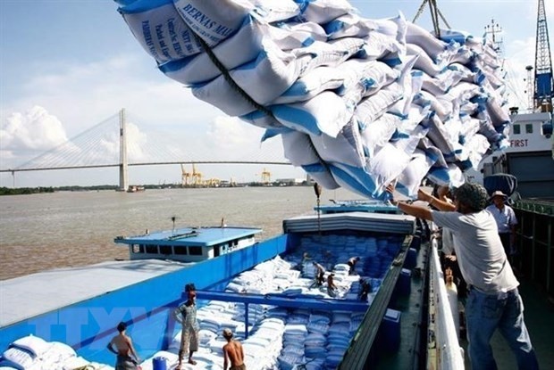 In 2019, Vietnam exports rice to 35 out of 55 African countries. (Photo: VNA)