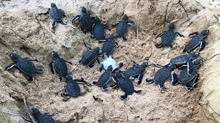 The baby turtles are released to the sea.