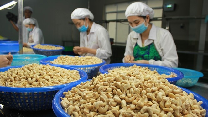 Vietnam's cashew export revenue in 2020 has reached US$1.72 billion so far.